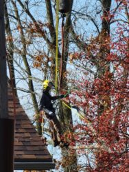 Arborist