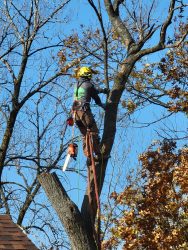 Professinal Arborist