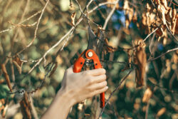 Tree Care Tools