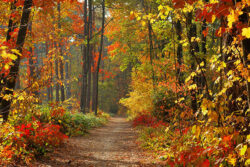 Trees Ready For Winter